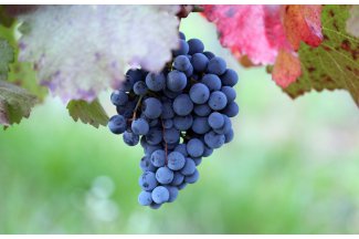 vino
